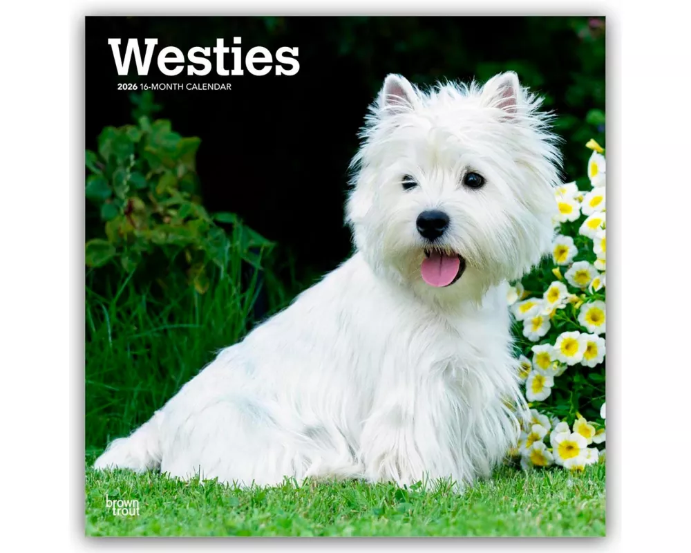 West Highland White Terriers 2026 12 X 24 Inch (Hanging) Monthly Square Wall Calendar Plastic-Free