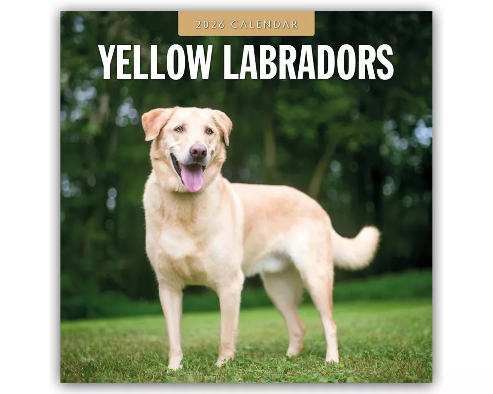 Yellow Labrador 2026 Square Wall Calendar