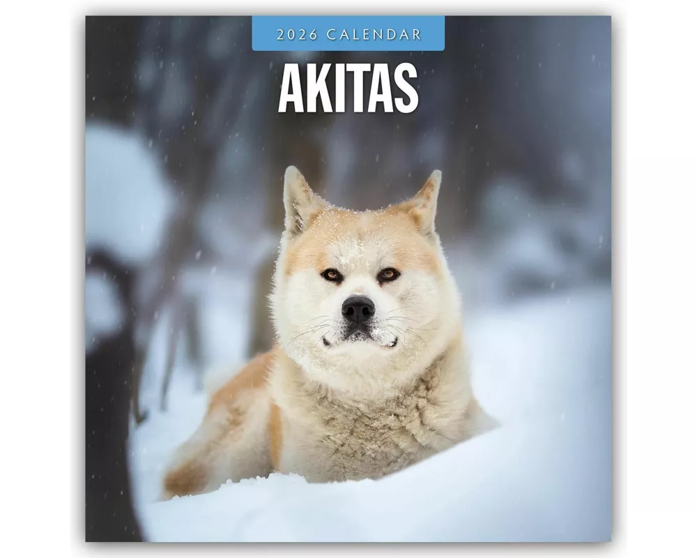 Akitas 2026 Square Wall Calendar