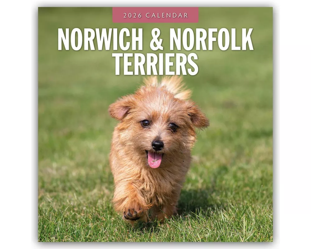 Norwich & Norfolk Terriers 2026 Square Wall Calendar