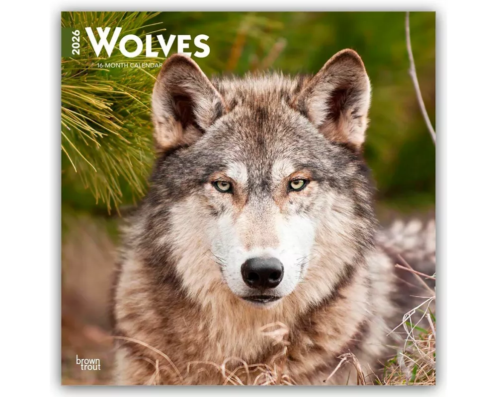 Wolves 2026 12 X 24 Inch (Hanging) Monthly Square Wall Calendar Plastic-Free
