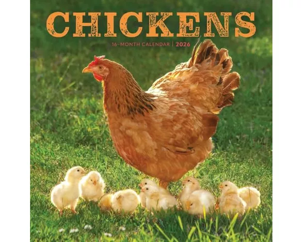 Chickens Square Wall Sunday Start Calend