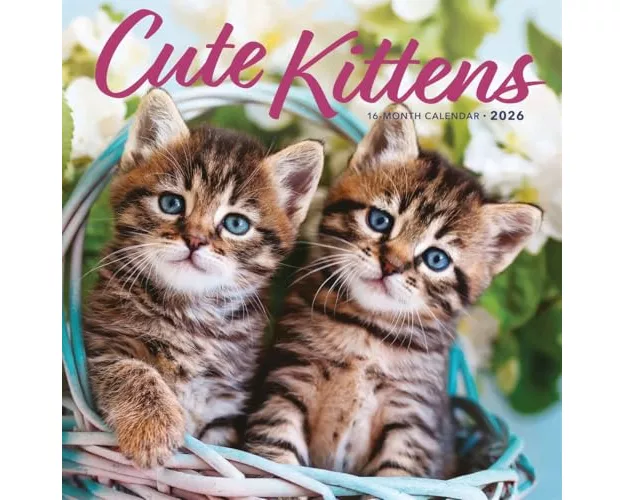 Kittens Square Wall Sunday Start Calenda