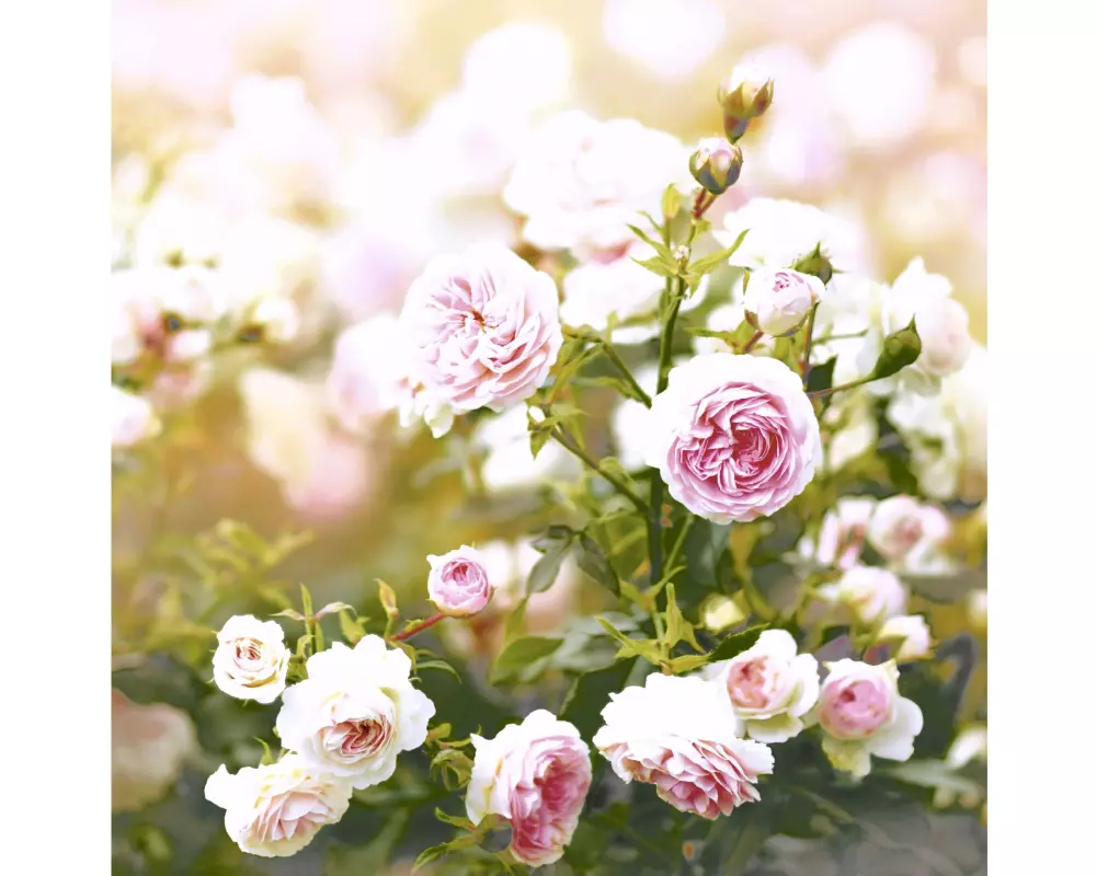 Paper + Design Papierservietten Rose Dream 33 cm x 33 cm, 20 Stück