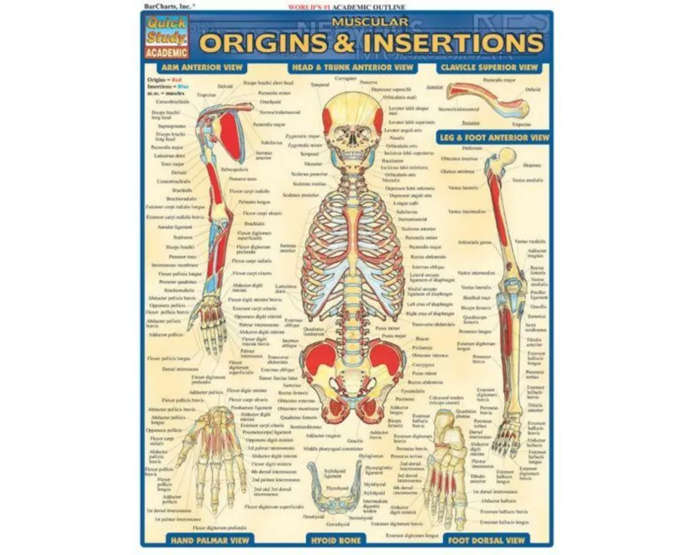 Muscular Origins & Insertions