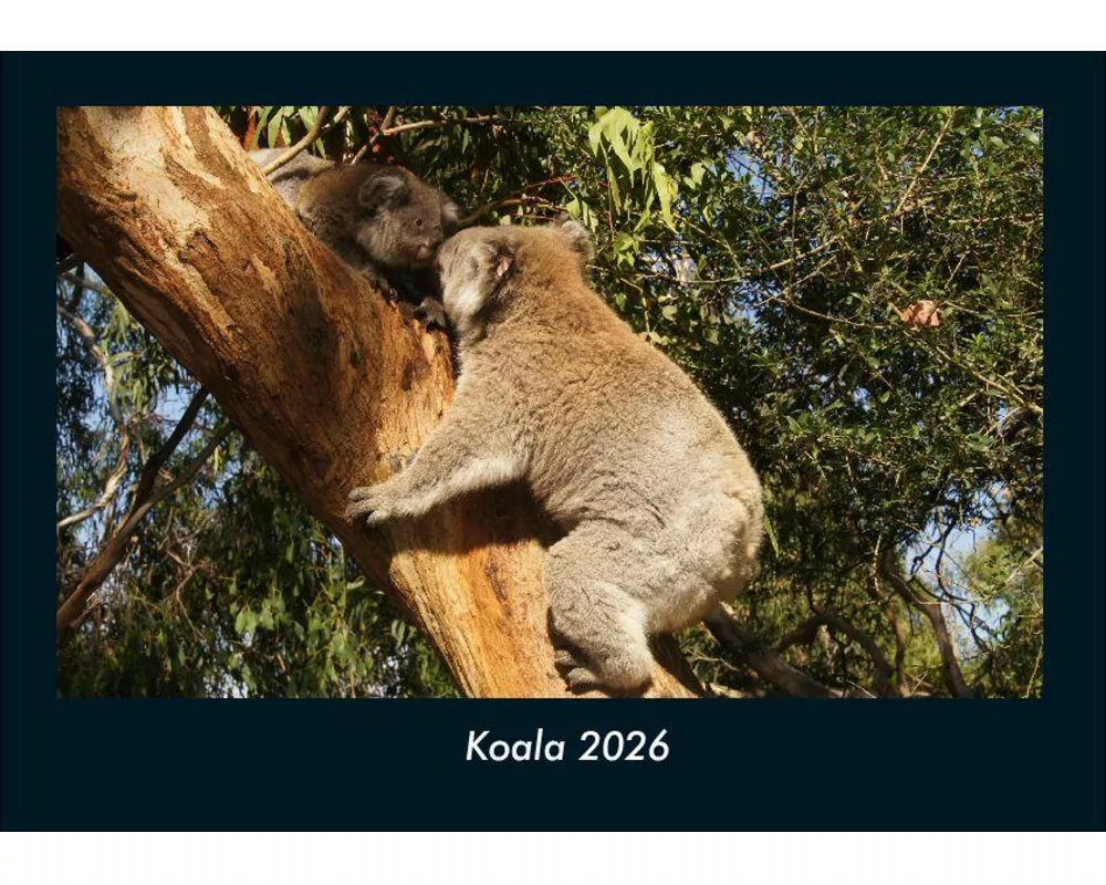 Koala 2026 Fotokalender DIN A4