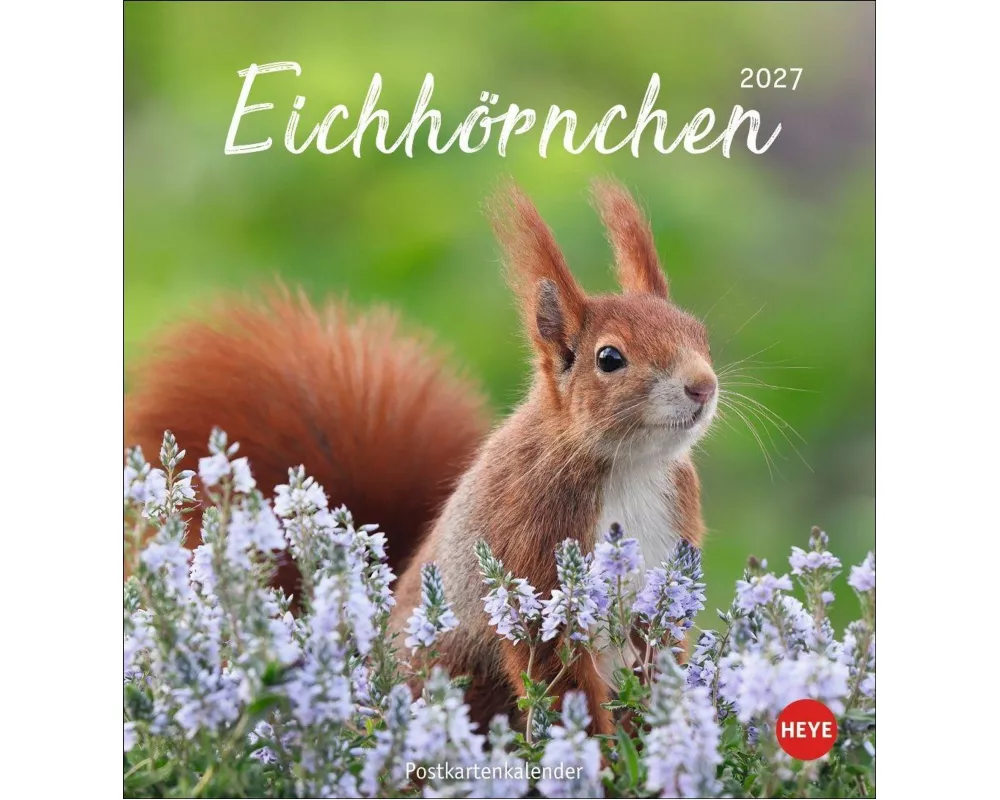 Eichhörnchen Postkartenkalender 2027
