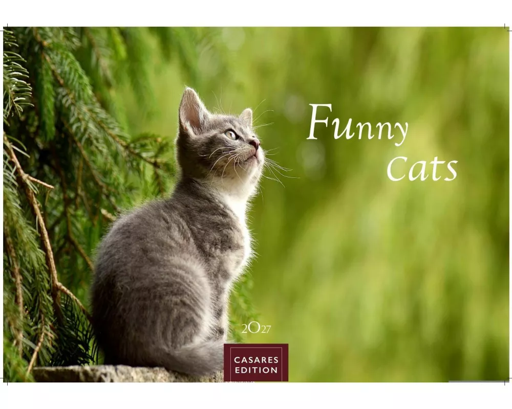 Funny Cats Kalender 2027 - Wandkalender | Fotokalender Tierkalender 35x50cm - Witziger Katzenkalender