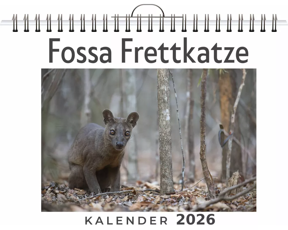Fossa Frettkatze