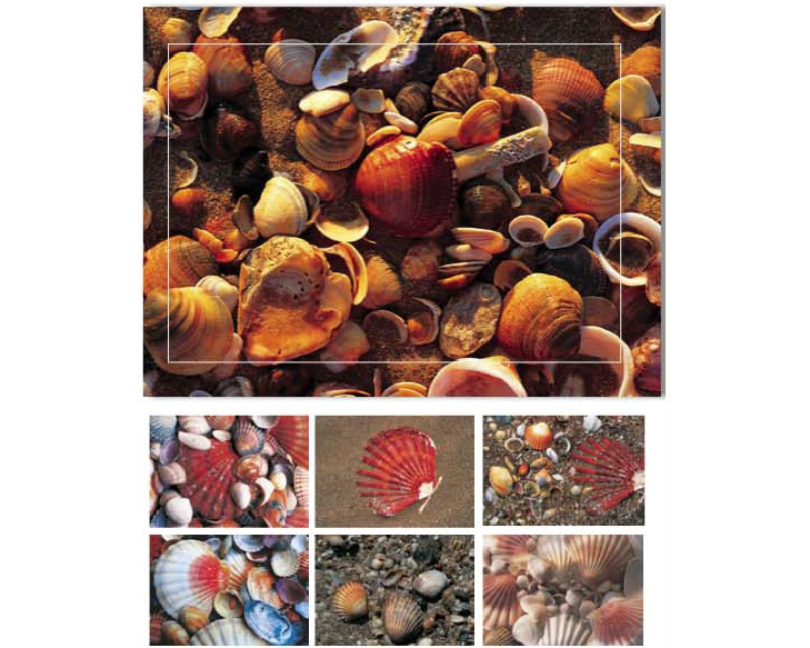 HASCHEMI Doppelkarten-Box 104 104 MUSCHELN