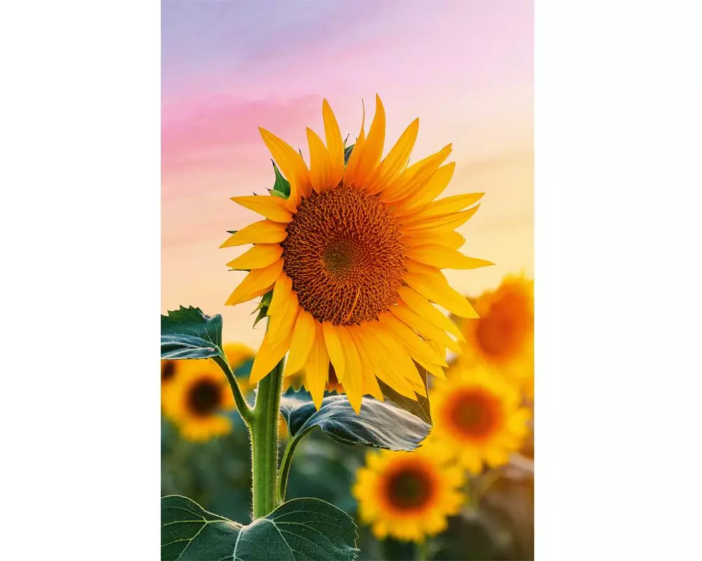 ABC Glückwunschkarte Sonneblume 12.5 x 17.6 cm