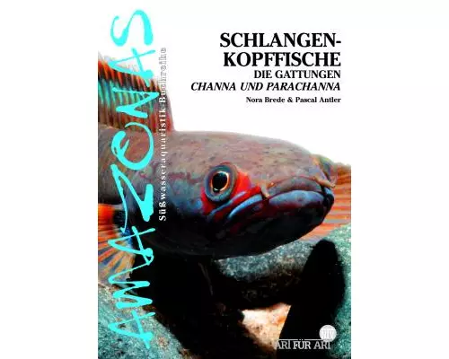 Schlangenkopffische
