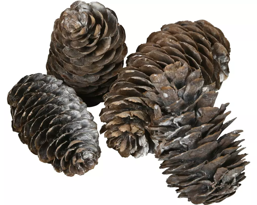 COCON Streudeko Kieferzapfen gross, Weiss, 100g