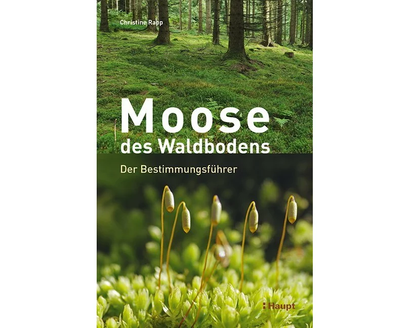 Moose des Waldbodens