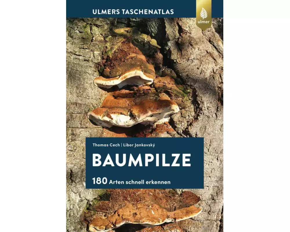 Baumpilze