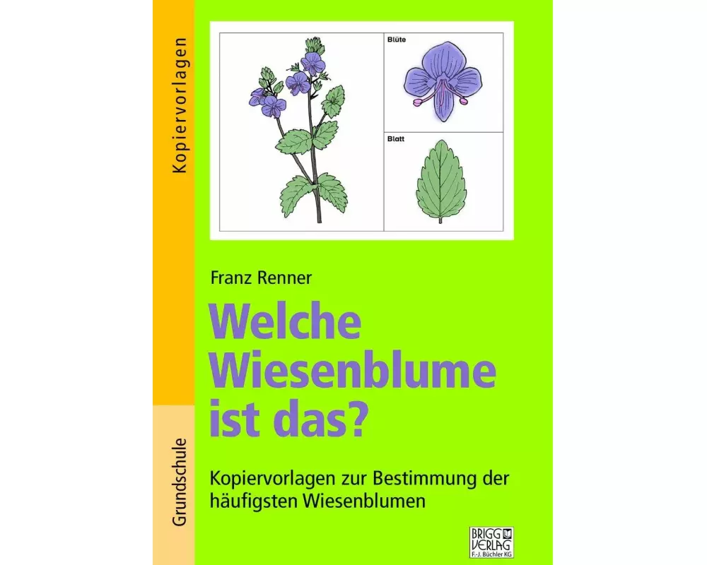 Welche Wiesenblume ist das?