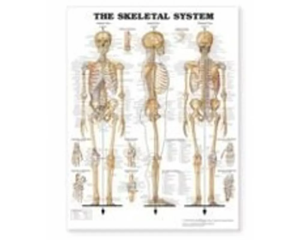The Skeletal System Giant Chart
