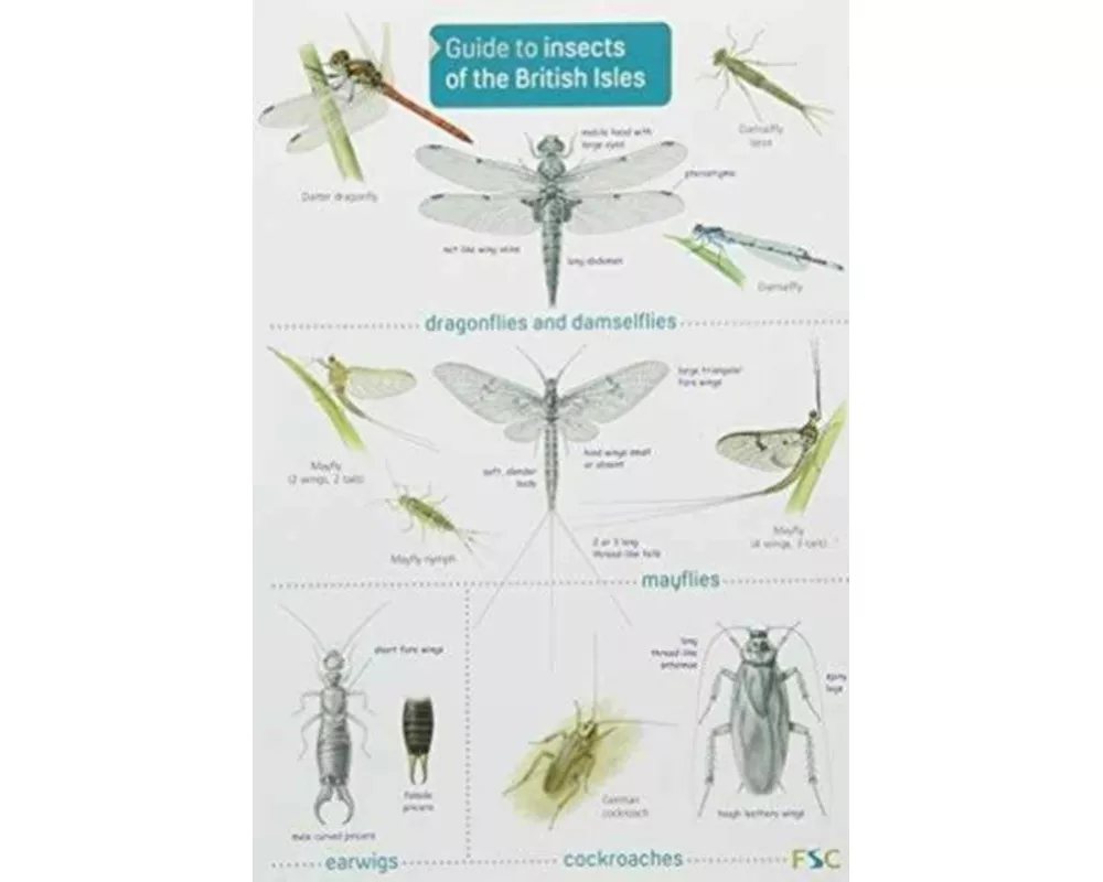 Guide to Insects of the British Isles