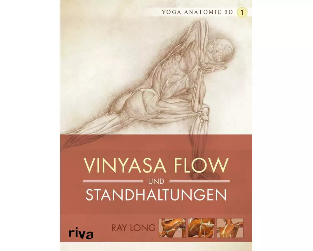 Yoga-Anatomie 3D