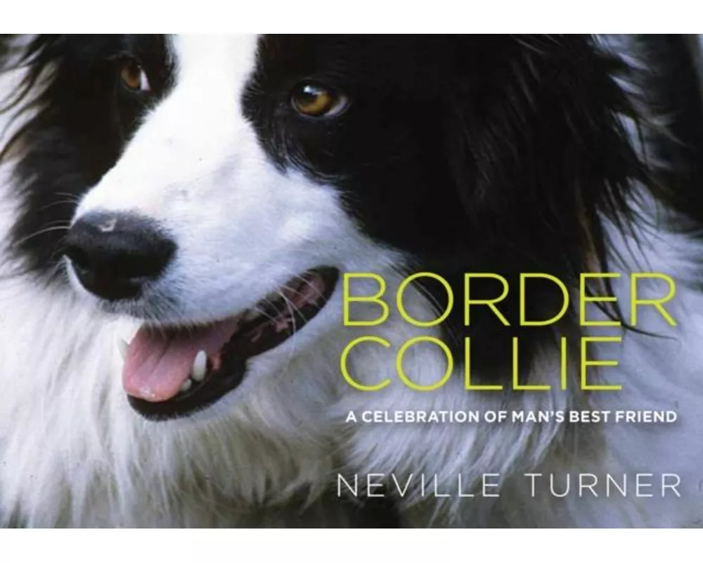 Border Collie