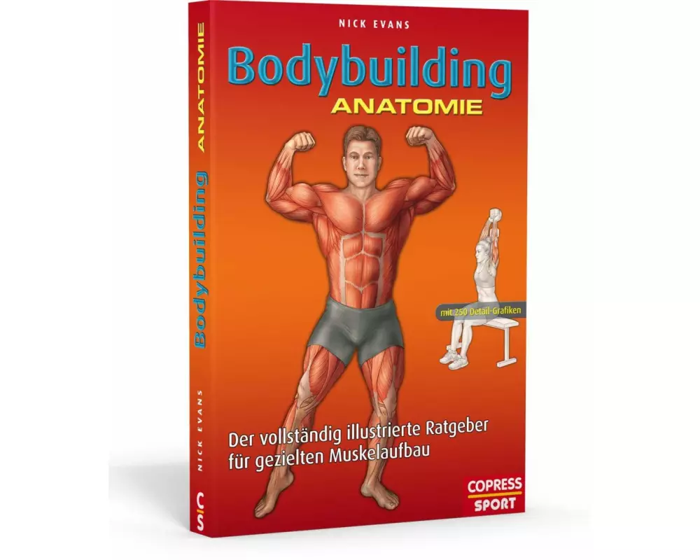 Bodybuilding Anatomie