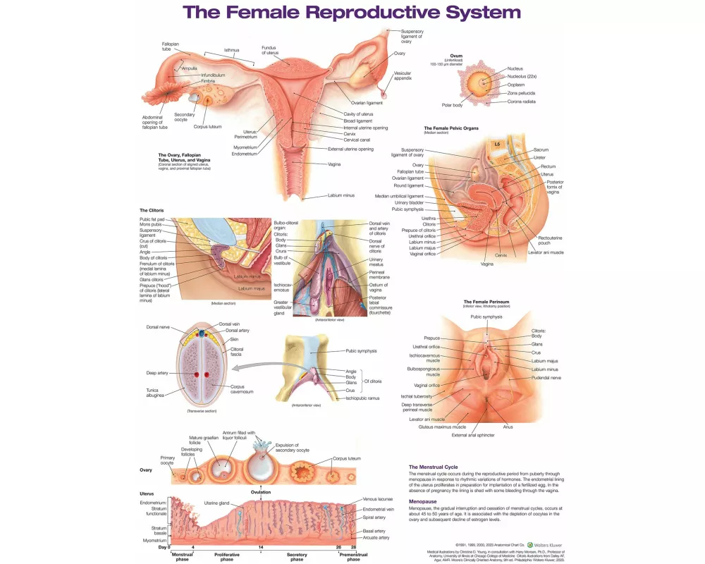 The Female Reproductive System Anatomical Chart