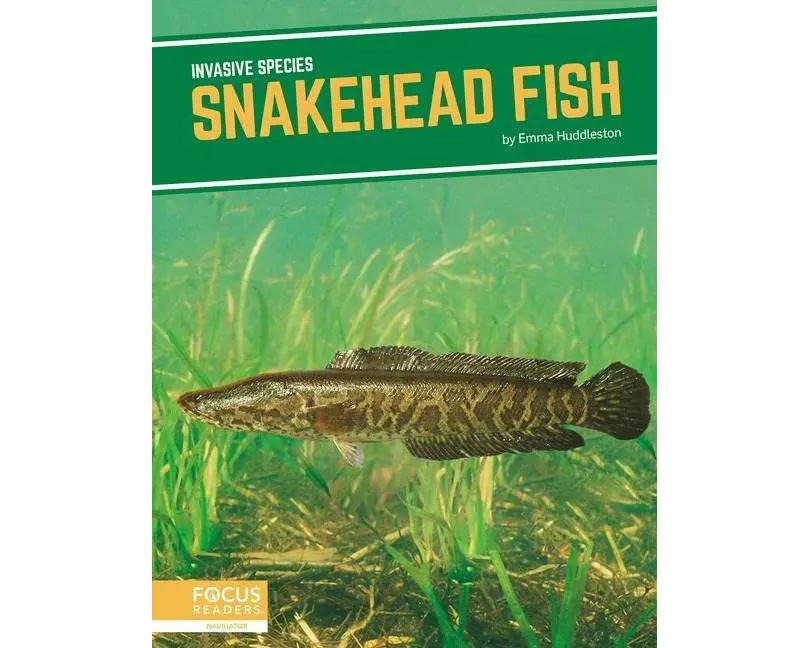 Snakehead Fish