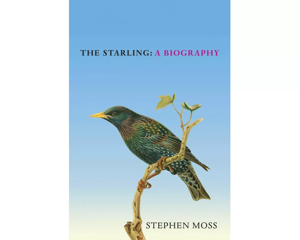 The Starling