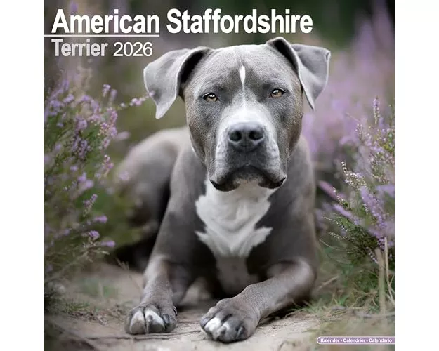 American Staffordshire Terrier Calendar 2026 Square Dog Breed Wall Calendar - 16 Month