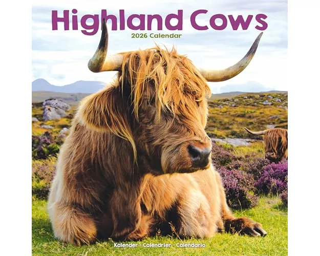 Highland Cows Calendar 2026 Square Animal Wall Calendar - 16 Month
