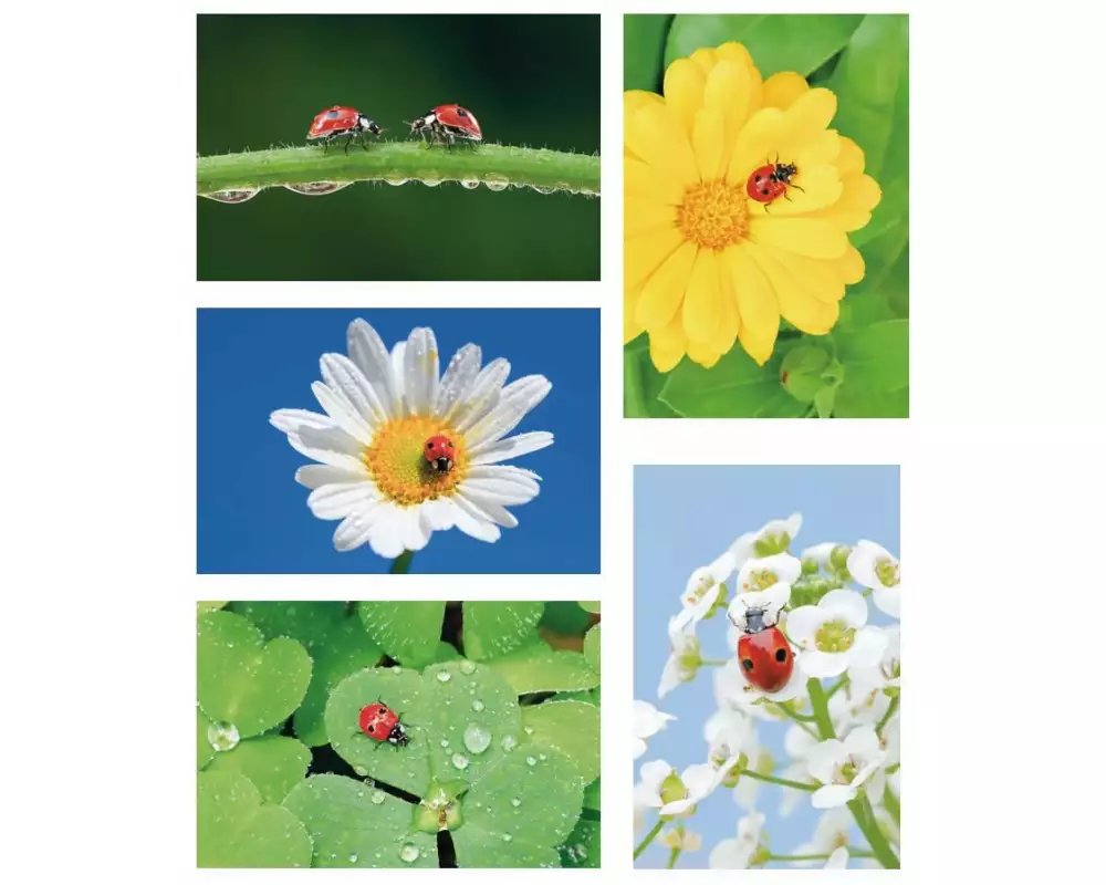 Natur Verlag Motivkarte Marienkäfer 17.5 x 12.2 cm, 5 Stück