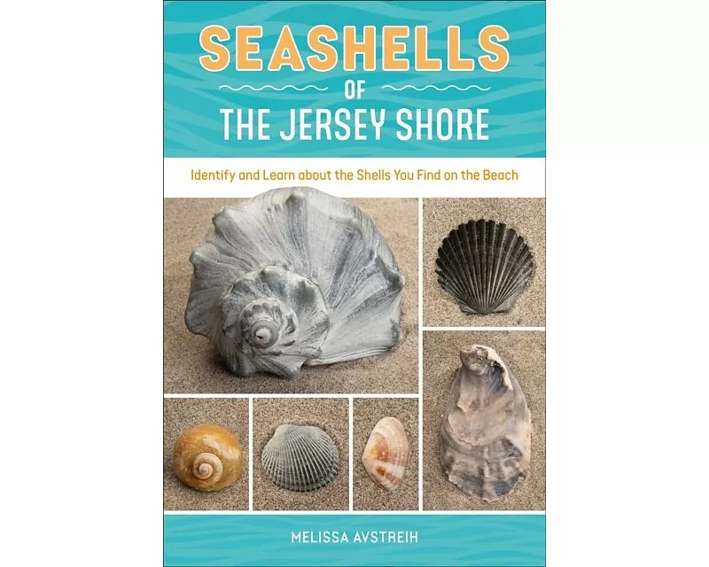 Seashells of the Jersey Shore