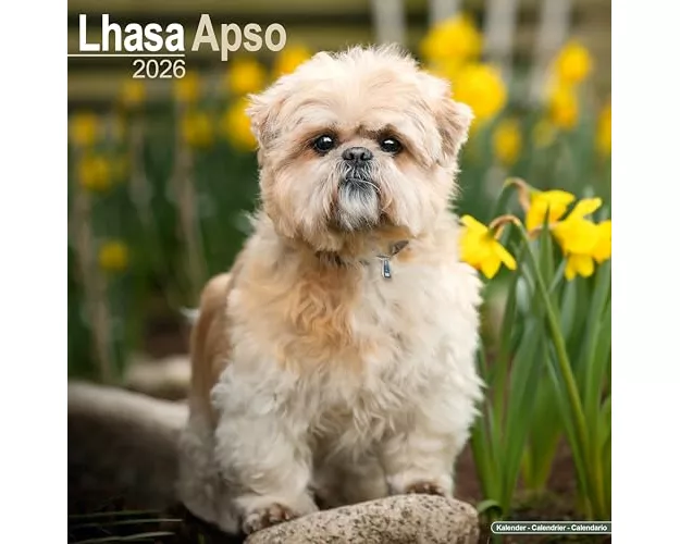 Lhasa Apso Calendar 2026 Square Dog Breed Wall Calendar - 16 Month