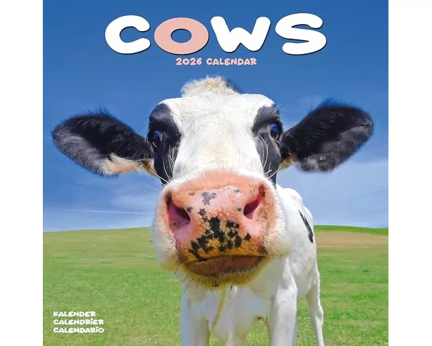 Cows Calendar 2026 Square Farm Animal Wall Calendar - 16 Month
