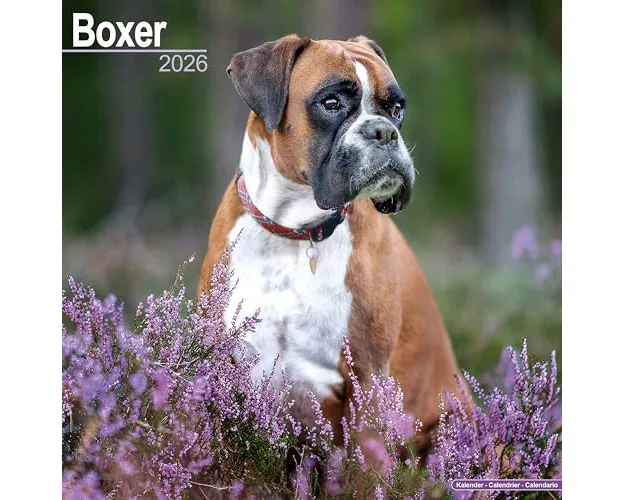 Boxer (Euro) Calendar 2026 Square Dog Breed Wall Calendar - 16 Month