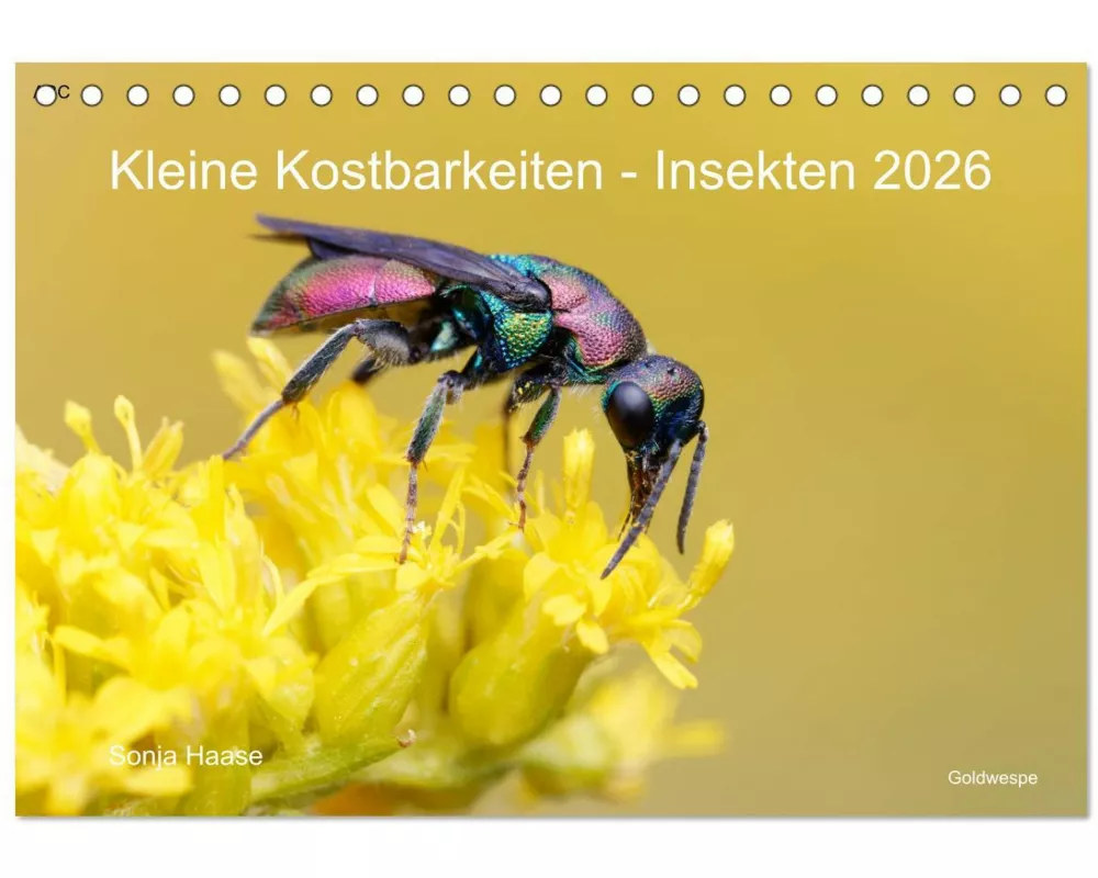 Kleine Kostbarkeiten Insekten (Tischkalender 2026 DIN A5 quer), CALVENDO Monatskalender