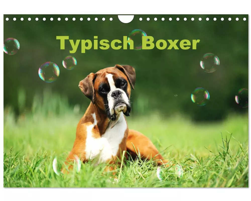 Typisch Boxer (Wandkalender 2026 DIN A4 quer), CALVENDO Monatskalender