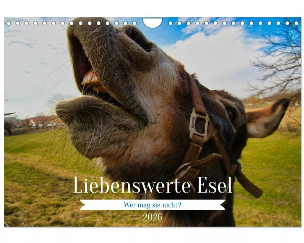 Liebenswerte Esel (Wandkalender 2026 DIN A4 quer), CALVENDO Monatskalender