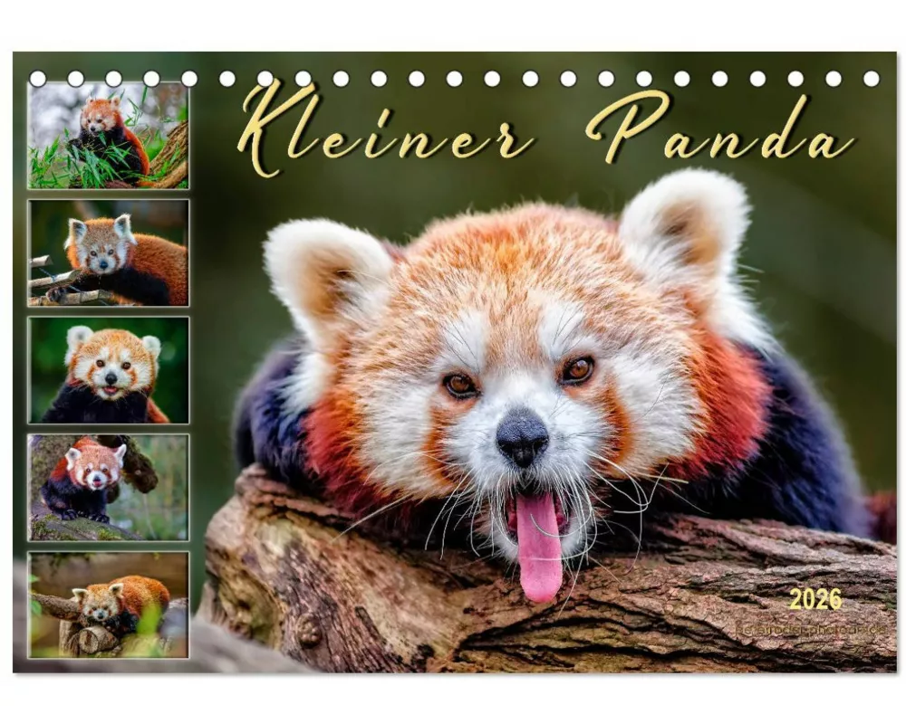 Kleiner Panda (Tischkalender 2026 DIN A5 quer), CALVENDO Monatskalender