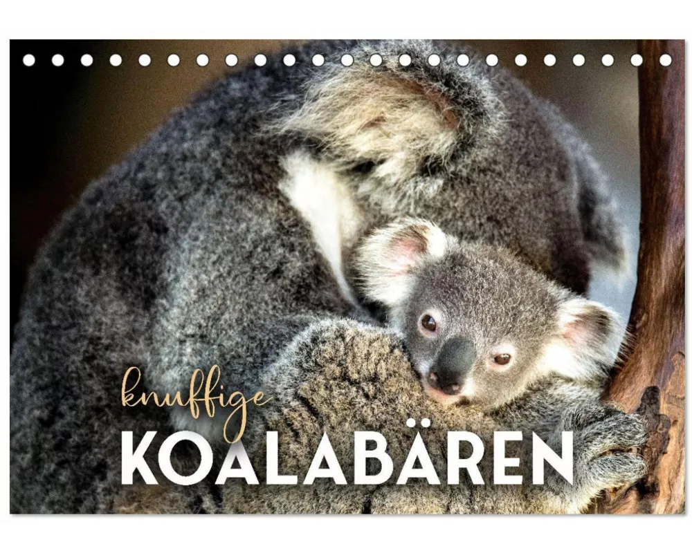 Knuffige Koalabären (Tischkalender 2026 DIN A5 quer), CALVENDO Monatskalender