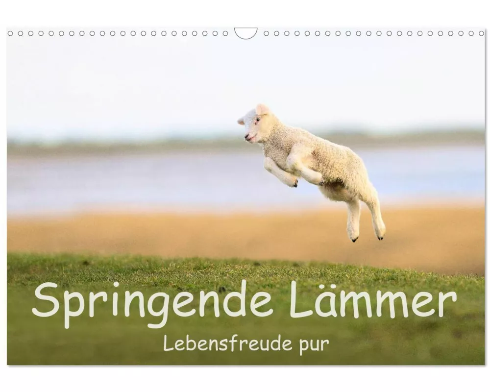 Springende Lämmer: Lebensfreude pur (Wandkalender 2026 DIN A3 quer), CALVENDO Monatskalender