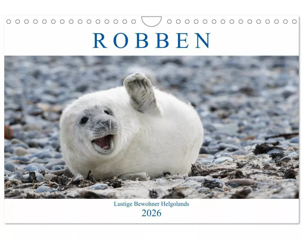 Robben - Lustige Bewohner Helgolands (Wandkalender 2026 DIN A4 quer), CALVENDO Monatskalender
