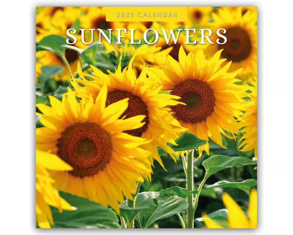 Sunflowers 2025 Square Wall Calendar