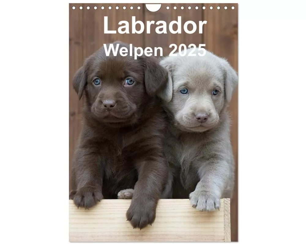 Labrador Welpen (Wandkalender 2025 DIN A4 hoch), CALVENDO Monatskalender