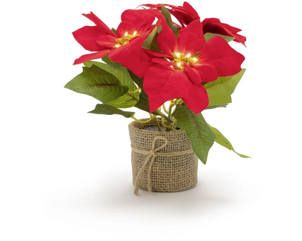STT Poinsettia 24 cm