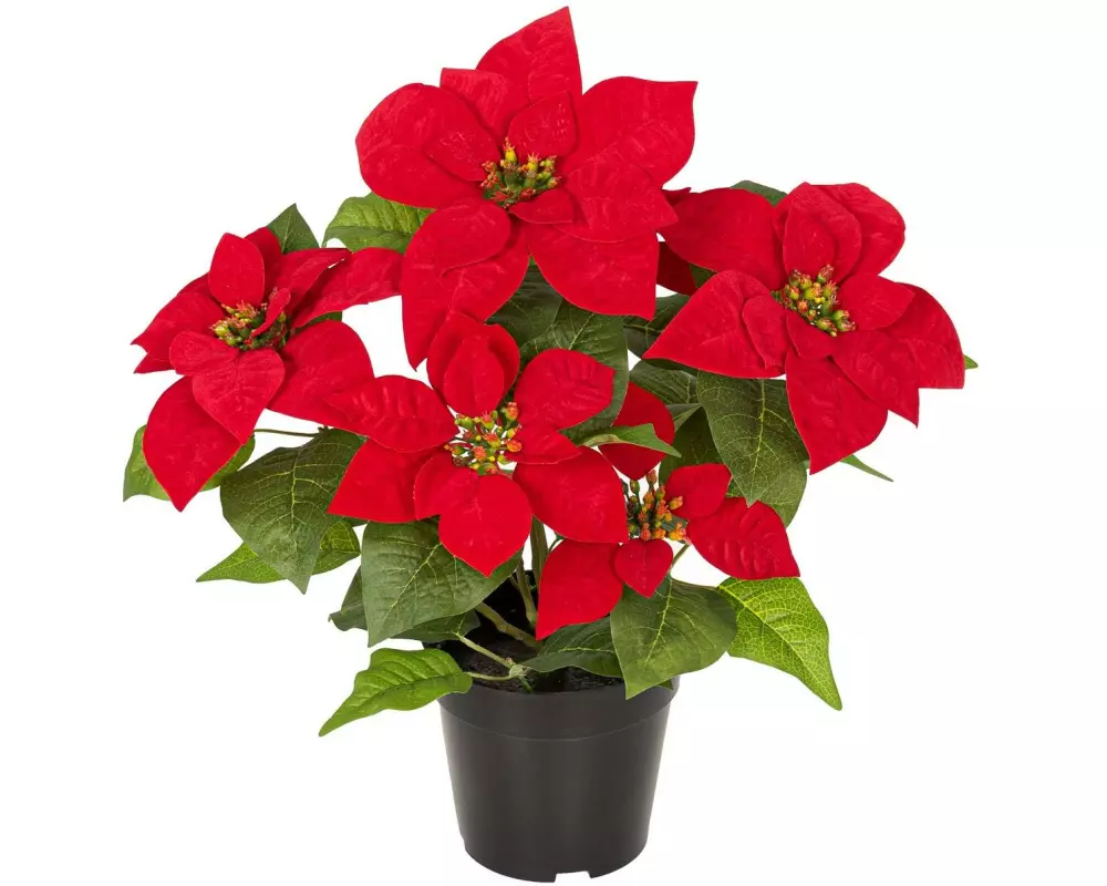 Botanic-Haus Kunstblume Weihnachtsstern Rot
