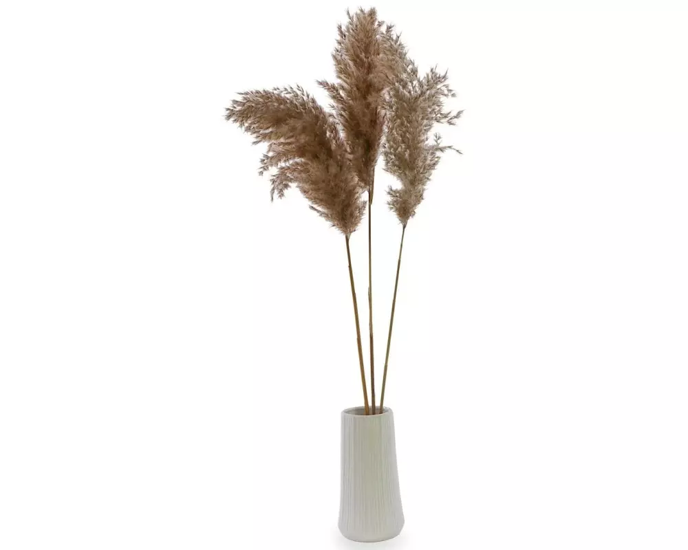 Soli Collection Trockenblumen Pampasgras 3er Set, Naturfarben