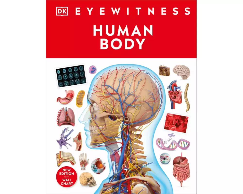 Human Body