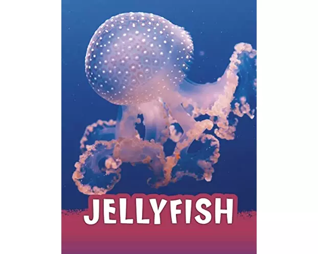 Jellyfish