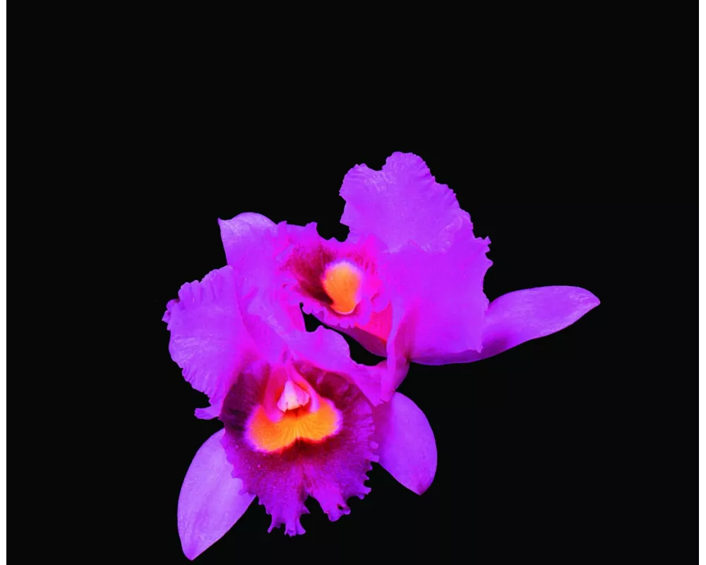 Orchid